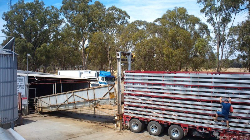 Pig transport truck unloading outside slaughterhouse