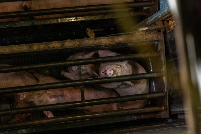 Pigs being gassed in carbon dioxide gas chamber