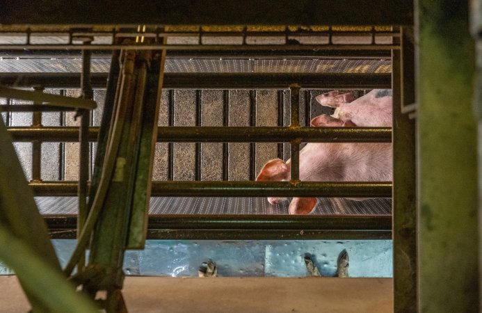 Pigs entering gondola in carbon dioxide gas chamber
