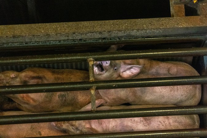 Pigs being gassed in carbon dioxide gas chamber