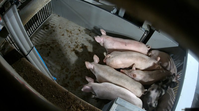 Pigs being forced into carbon dioxide gas chamber