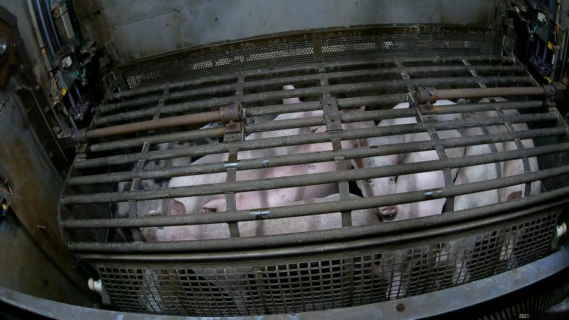 Pigs being forced into carbon dioxide gas chamber and lowered into gas