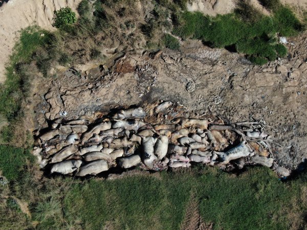 Large pile of deceased pigs at pig farm