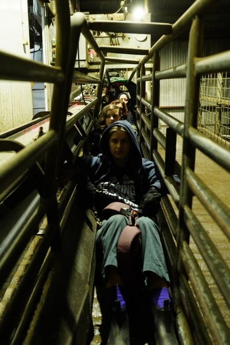 Activists chained inside the race that leads pigs into the gas chamber