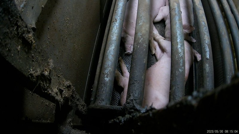Pigs in gas chamber at BMK slaughterhouse.