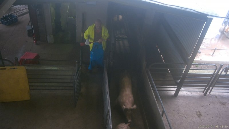 Pig running from the gas chamber