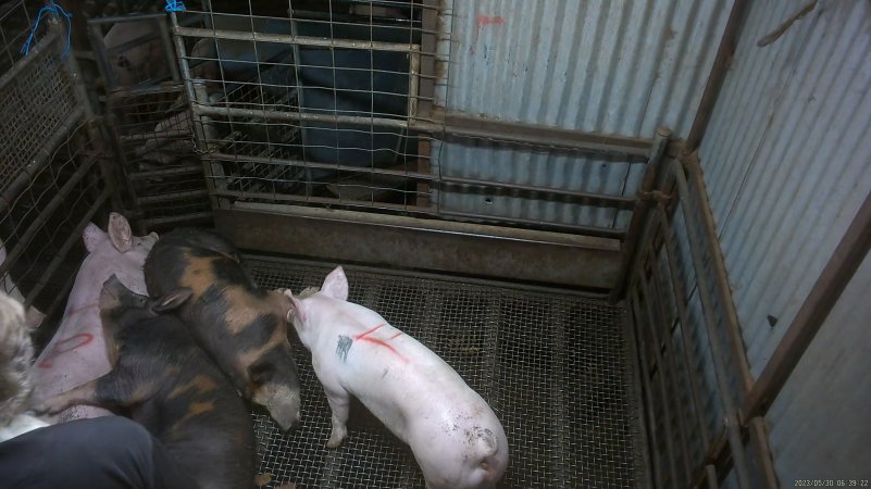 Pigs in stun pen
