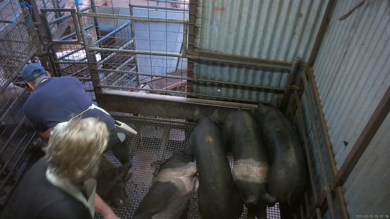 Pig stunning