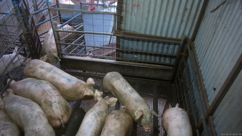 Pigs in race