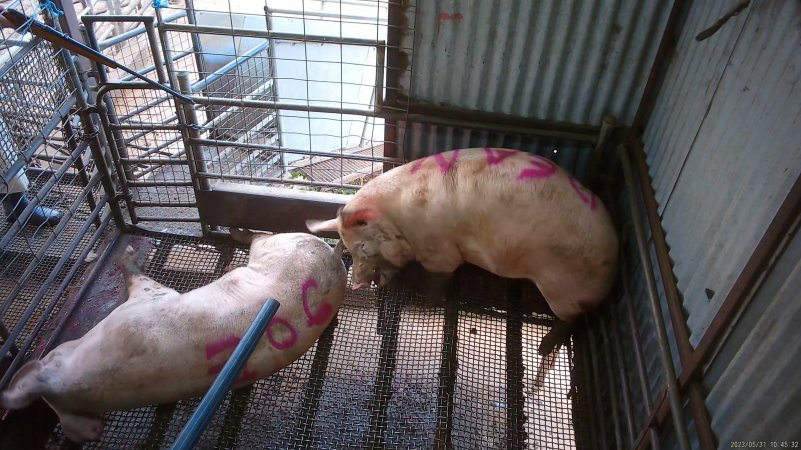 Two sows shot with rifle