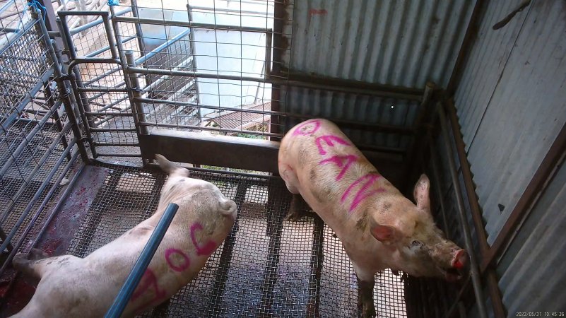 Two sows shot with rifle