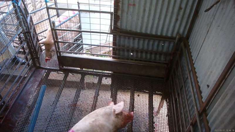 Two sows shot by rifle