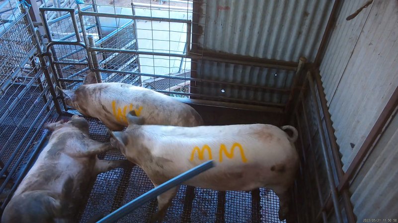 Three sows shot in stun pen