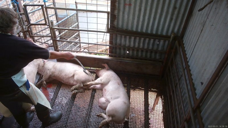 Worker beating pig with chain