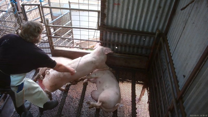 Worker beating pig with chain