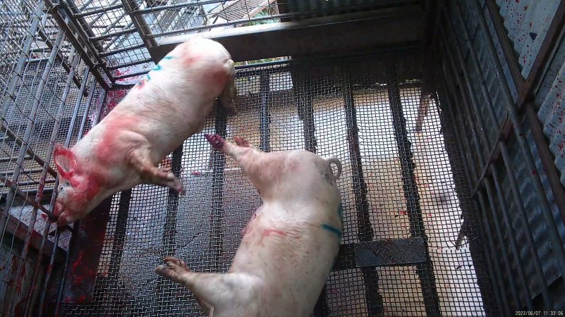 Two 'stunned' sows