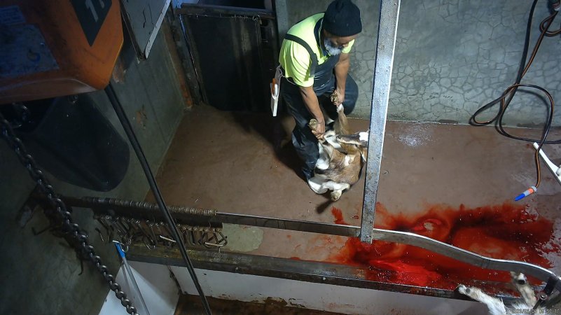 Goat Slaughter