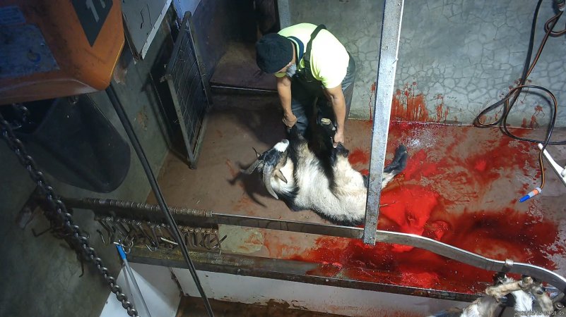 Goat Slaughter