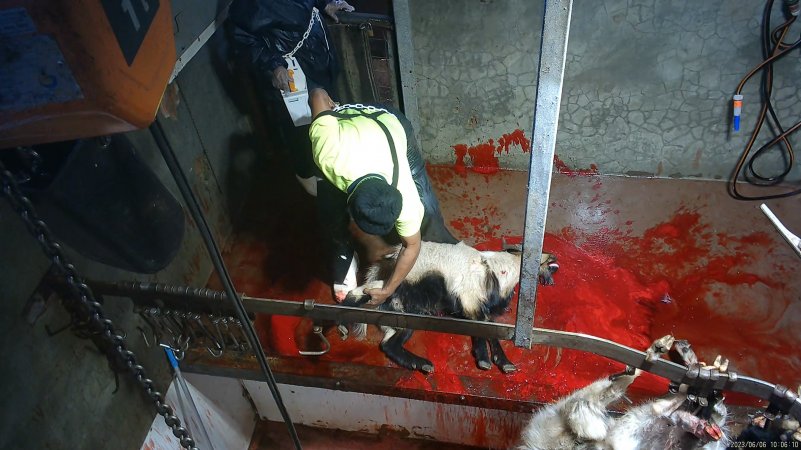Goat slaughter