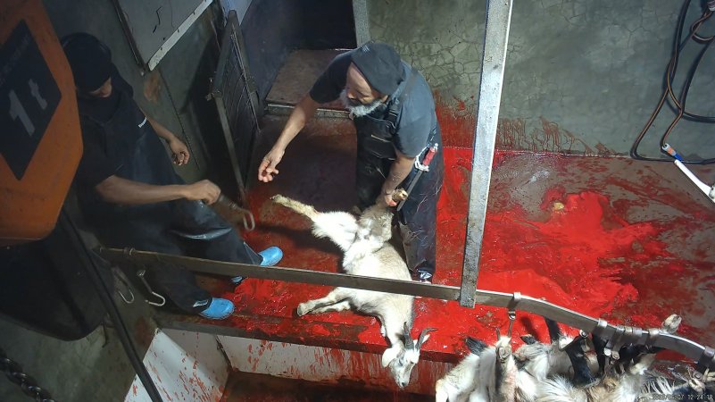 Goat slaughter