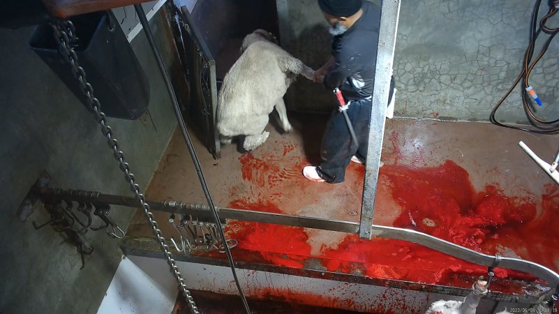 Sheep slaughter