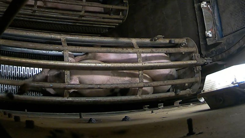 Pigs inside the gondola inside the gas chamber at Corowa Slaughterhouse
