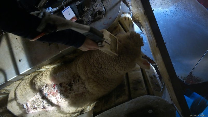 Fly-struck sheep in stunning restraint