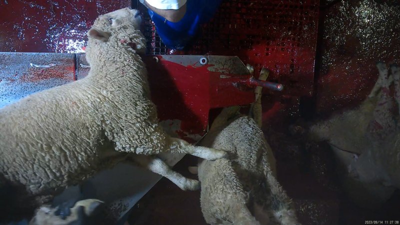 Sheep on kill table