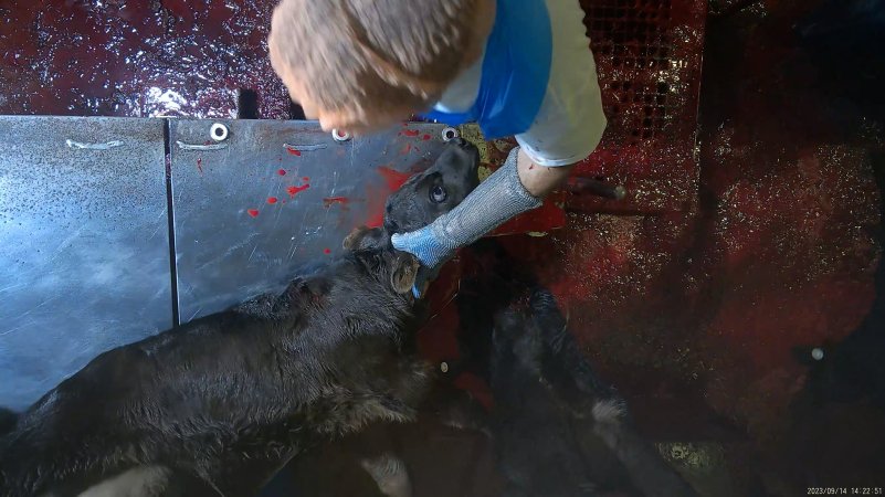 Sheep & calf slaughter at Tasmanian Quality Meats slaughterhouse