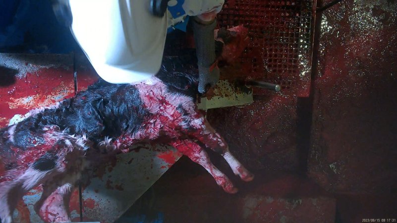 Bloody calf on kill table