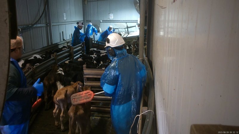 Workers use paddles on emaciated calves