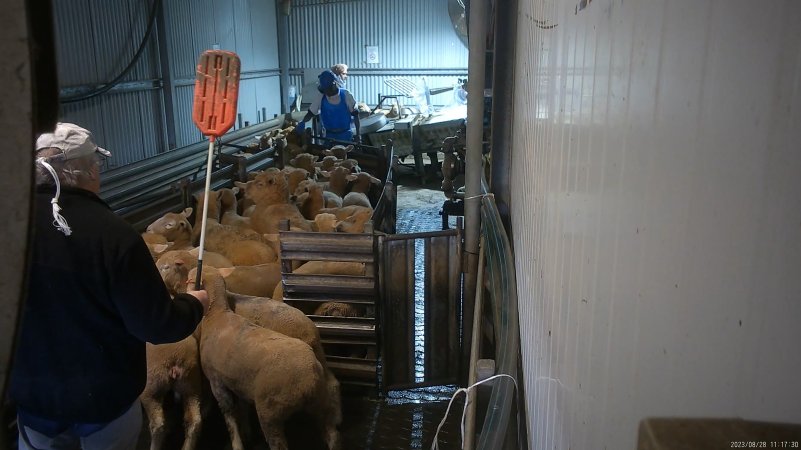 A worker hits sheep with a paddle