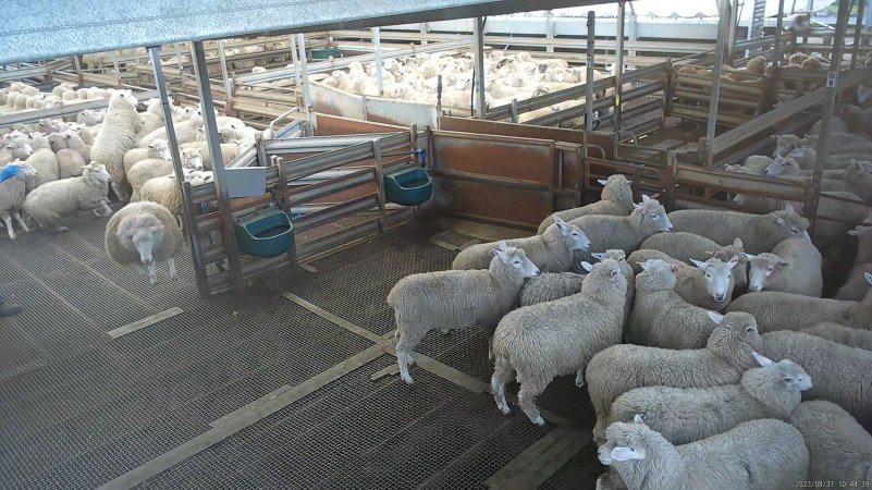 Sheep jumping in holding pens