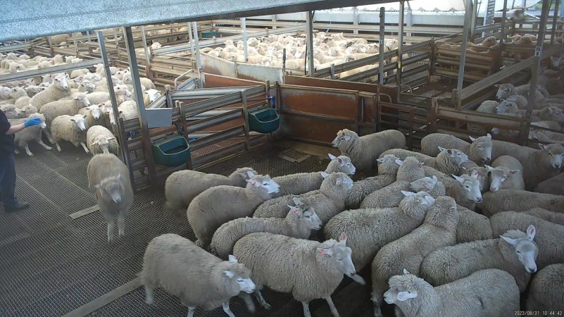 Sheep jumping in holding pens