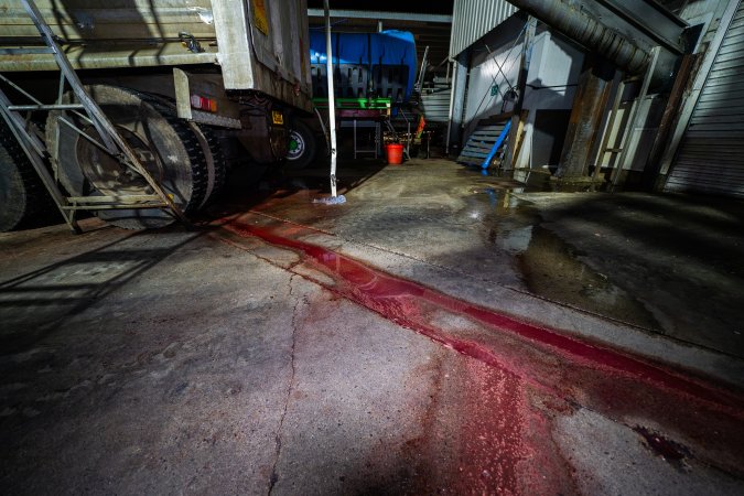 Blood on the ground outside kill room