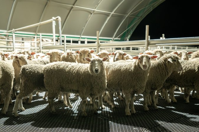 Sheep in holding pen