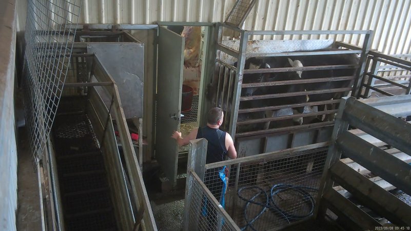 A large steer in the knockbox