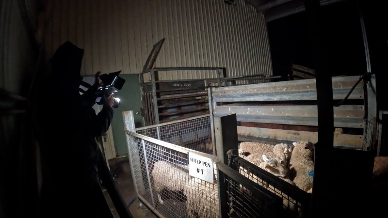 An investigator photographs a pen of sheep