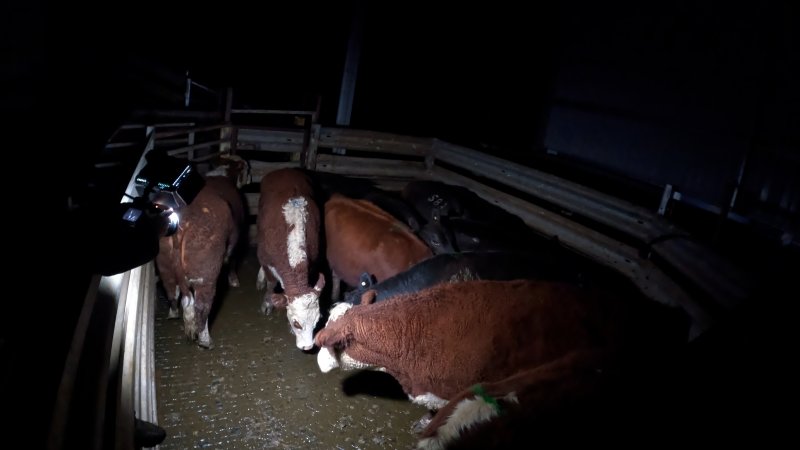 An investigator photographs cows in holding pens