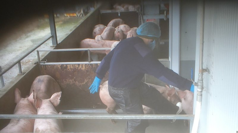 A worker kicks a pig in the walkway
