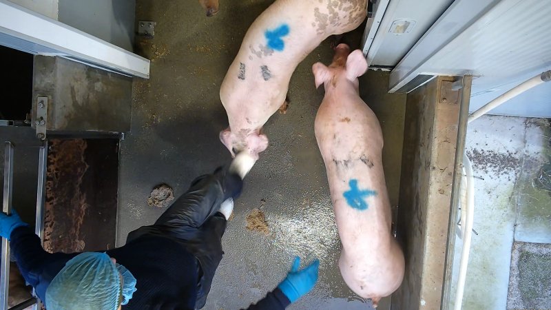 A worker kicks a pig in the walkway