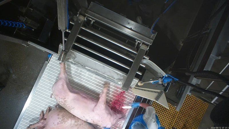 A pig is stuck on the bleed conveyor belt