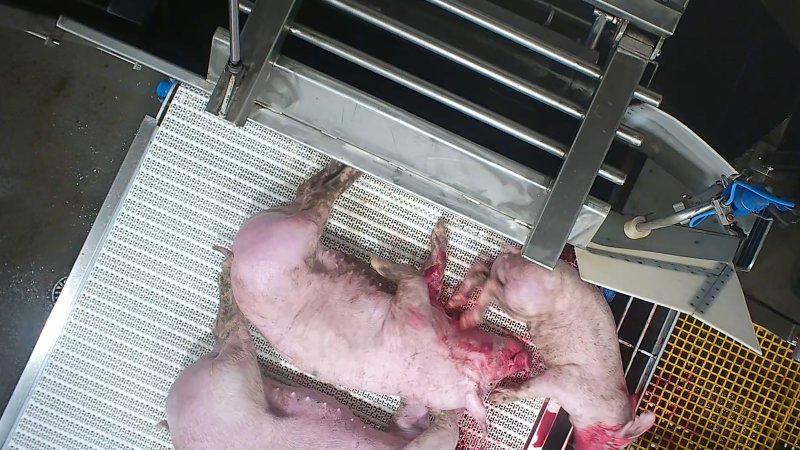 Two pigs thrash after sticking