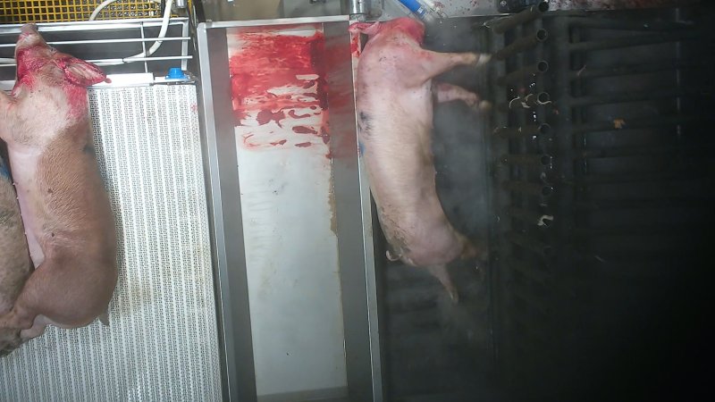 A pig is gasps and thrashes while being lowered into the scalding tank