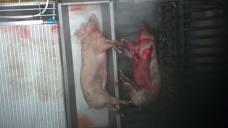 A pig is continues to move while being lowered into the scalding tank