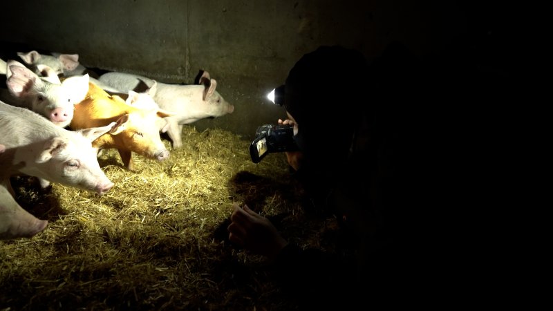 An investigator films a pen of piglets