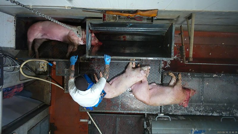 Dead pigs in the kill room