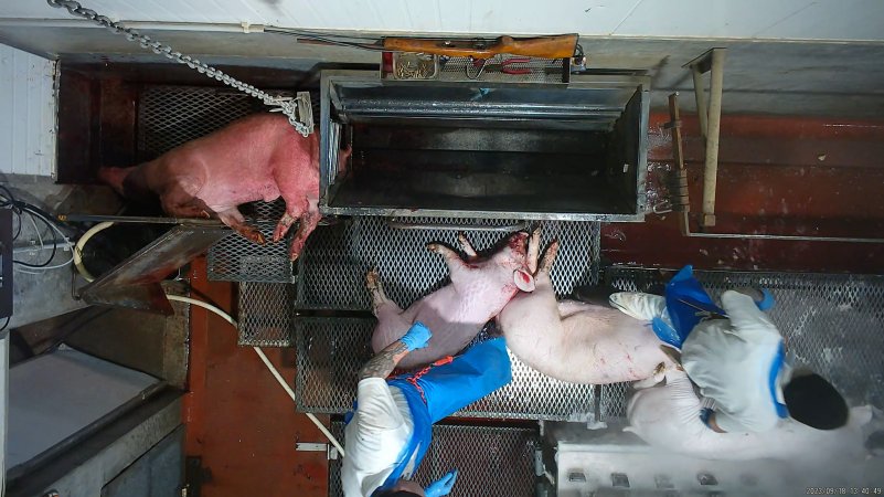 Pigs are pulled from the scalding tank