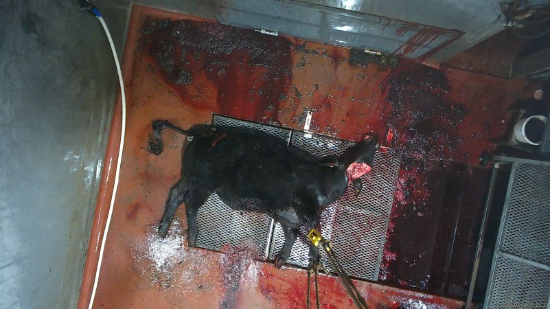 A cow bleeds out in the kill room