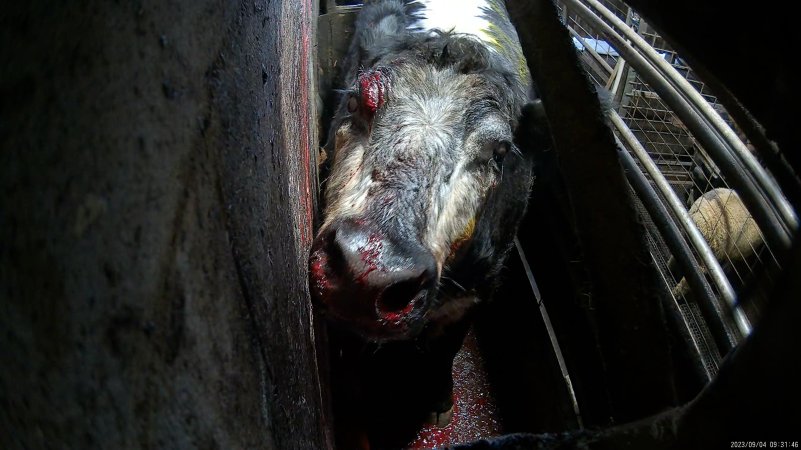 A cow in the knockbox with blood on their face